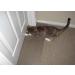KittySmart Carpet Scratch Stopper for Doorways - CSS 30 - 29 1/2 - 29 15/16 Width - Buy Online on GoSupps.com