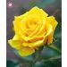 SEMI PLAT FIRM-100PCS cinese Rosa Semina White Rose cos affascinante Bonsai Fiore perenne Pianta in Vaso Per la casa Giardino Invia Regali - Buy Online on GoSupps.com