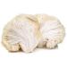 Organic Lion's Mane Mushroom Powder 100g - Sol Nutrition | Pack of 1 (500g) - Buy Online on GoSupps.com