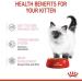 Royal Canin Kitten Complete Wet Food in Gravy 48 x 85g - Buy Online on GoSupps.com