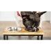 Brave Bark Wood & Metal Feeder - Premium Mango Wood Stand | 2 Stainless Steel Bowls | For Dogs, Cats & Pets | Ideal for Home or Office | Large - Buy Online on GoSupps.com