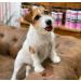 Petuxe Double Phase Vegan Conditioner for Dogs and Cats - 1000ml | Hydration, Shine, Detangling & Drying | All Breeds & Hair Types - Buy Online on GoSupps.com