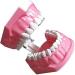LBYLYH Dental Implant Teeth - Oral Care Brush Model & Educational Dental Template for Early Childhood Learning - Buy Online on GoSupps.com