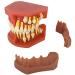 Alternate Display Model Teeth Model Children's Deciduous Denture Model Oral Milk Permanent Teeth Removable Natural