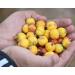Yellow Hawthorn (Crataegus douglasii) Tree 50 Fresh Seeds - Buy Online on GoSupps.com