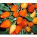 Germinazione I Semi: 50 - Semi: Arancione Salsa Pepper - Queste Sono Belle! - Grande Utilizzato in Salsa! Spedizione Gratuita
