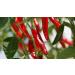Cayenne Tincture - 100ml - (Quality Assured) 100 ml (Pack of 1) - Buy Online on GoSupps.com