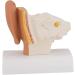 Human Ear Model 1.5 Times Natural Size Model with 2 Parts That The Main Regions of The Ear Human Beings Ear Cleaner Internal Ear - Buy Online on GoSupps.com