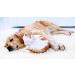 Urinary Tract Infection Solution for Cats - PET Healthy Urinary Complex - Natural Cranberry Treats - VET Recommended - 3 Bottles (270 Treats - Buy Online on GoSupps.com