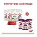 Royal Canin Sensory Smell in Jelly Wet Cat Food 85g (Pack of 24) - Buy Online on GoSupps.com