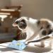Dorakitten Catnip Toys for Indoor Cats - 5PCS Plush Chew Toys for Teething and Interactive Play | Catnip Filled Kitten Toy with Soft Material and Animal Shapes - Buy Online on GoSupps.com