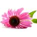 Echinacea Echinacea Herbal Tea - Cut Root - 100g - Buy Online on GoSupps.com