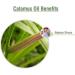 Calamus (Acorus Calamus) Essential Oil 100% Pure & Natural - Undiluted Uncut Cold Pressed Aromatherapy Premium Oil - Therapeutic Grade - 30 ML Calamus 30 ml (Pack of 1) - Buy Online on GoSupps.com
