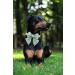 Unique Style Paws Silk Green Dog Hall Band | Cond-Resistant Wedding Accessory for Small Dogs & Cats - Buy Online on GoSupps.com