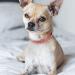 Tagme Personalized Dog Collar for Small Dogs - Embroidered Reflective Nylon with Name & Phone Number - BabyroSa XS (1 Pack) - Buy Online on GoSupps.com