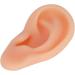 Professional Simulated Ear Model for Acupuncture - High-Quality Instructor Display - Buy Online on GoSupps.com