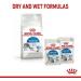 Royal Canin Indoor Sterilised in Jelly Adult Wet Cat Food 85g (Pack of 48) - Buy Online on GoSupps.com