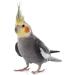 MILLET SPRAYS 1Kg PREMIUM AVIARY BIRD FOOD - Buy Online on GoSupps.com