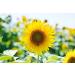 Buy 25kg Peeled Sunflower Seeds - Premium Bird Feed Dust-Free Direct from Manufacturer | Wild Bird Garden Food New Harvest 2023 - Buy Online on GoSupps.com