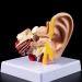Desk Model Human Anatomy Ear 1.5-fold Size Model of Medical PVC Plastic