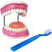 EVOTECH SCIENTIFIC Dental Care Model With Giant Toothbrush 32 Teeth Demonstration Model For Children's Dental Care