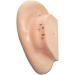 Acupuncture Ear Point Template - 40cm Acupuncture Ear Model - Large Point Figure Point Figure - for Medical Acupuncture and Meridian Points - Buy Online on GoSupps.com