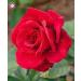 SEMI PLAT FIRM-100PCS cinese Rosa Semina White Rose cos affascinante Bonsai Fiore perenne Pianta in Vaso Per la casa Giardino Invia Regali - Buy Online on GoSupps.com