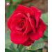 SEMI PLAT FIRM-100PCS cinese Rosa Semina White Rose cos affascinante Bonsai Fiore perenne Pianta in Vaso Per la casa Giardino Invia Regali