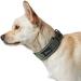 HUNTER DIVO Green/Grey Nylon Dog Collar - Size S | Premium Quality International Shipping - Buy Online on GoSupps.com