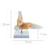 Sainio Ankle Skeletal Model - Realistic Ankle Joint Movement & Flexible Ligaments | Ideal for Education & Medical Use - Buy Online on GoSupps.com