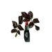 BIOTA Velvet Lipstick Series - Velvet Lipstick Series Balm-in-lipstick - Number 1 Shining - Buy Online on GoSupps.com