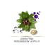 Pantene Hair Biology Anti-Orange Silver Purple Shampoo For Blonde And Gray Hair 250 Ml - Buy Online on GoSupps.com