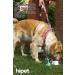 HiPet Liquid Probiotic Dog Probiotic 50 ml - Buy Online on GoSupps.com