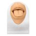 Tongue Mouth Model - Lifelike Human Tongue Structure for Research | Highly Simulated | Skin Color - Buy Online on GoSupps.com