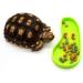 LSTCPGLAI 2 Pieces Shallow Reptile plate Reptile Food Water Bowl Used for Tortoise Corn Snake Crawl Pet Drinking and Eating(Green) - Buy Online on GoSupps.com