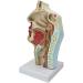 Life Size Nasal Cavity Model Anatomical Oral Throat Model Nasopharyngeal Cavity ENT Medical Educational Training Aid - Buy Online on GoSupps.com