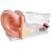 Anatomy Model of The Human Ear 5 Parts of The Human Ear Structure The Internal Structure of The Ear and The Outer Ear Middle Ear Inner Ear - Buy Online on GoSupps.com