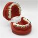 ERNZI Typodont Teeth Model | Dental Orthodontic Demonstration for Science Teaching | International Shipping Available - Buy Online on GoSupps.com