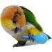 WACURRENTHYD 3PCS- Colourful Mini Ball Sand Hammer Parrot Rattle Shaker Musical Sound Toy Intelligent Sand Hammer Toys for Parakeets Canaries Cockatiels Conure Lovebirds(Random Color) - Buy Online on GoSupps.com