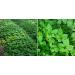 Organic Majestic Herbs Jiaogulan Capsules | Improve Health & Longevity | Antiaging | 100% Crushed Leaf | 100x500mg - Buy Online on GoSupps.com