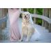 Unique Champagne Silk Dog Collar | X-Large Wedding Paws Design - Conductive Loop - Buy Online on GoSupps.com