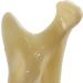 Acfthepiey Dental Treatment Model - Anatomy of Gums & Teeth Study Tool for Dental Education - Buy Online on GoSupps.com