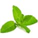Rosemary Mint Hair Oil 2oz & Bonus AvryBeauty Disposable Mani Pedi Tool kit - Buy Online on GoSupps.com