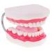 Magnification 6x human dental care model mouth teeth tongue model with toothbrush