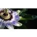Indigo Herbs Passion Flower Oil 100ml (Cold Pressed) - Passionflower - Buy Online on GoSupps.com