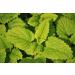 Buy Sauna Infusion Concentrate Lemon Balm - 250ml with Dropper - Premium Aromatherapy for Relaxation | International Shipping - Buy Online on GoSupps.com