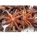 Chinese Star Anise Pods - Premium Anise Seeds, Dried Spice - 12 Oz Pack - Buy Online on GoSupps.com