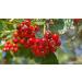 Hawthorn Berry Tincture 100ml - Quality Assured | Pack of 1 - Buy Online on GoSupps.com