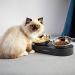 Meta Title: PETKIT Stainless Steel Raised Dog Cat Food Bowl - Sturdy Elevated Feeder Bowl for Cats and Dogs - Buy Online on GoSupps.com