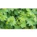 Indigo Herbs Alchemilla vulgaris Tincture 100 ml - Lady's Mantle - Buy Online on GoSupps.com